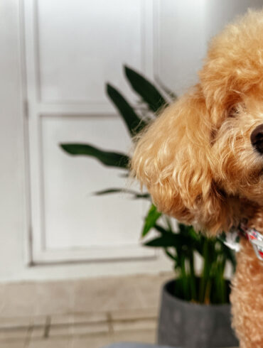 Close-up of Furby the poodle in the Courtyard Suite patio at Amara Sanctuary Sentosa, a pet-friendly luxury hotel in Singapore.