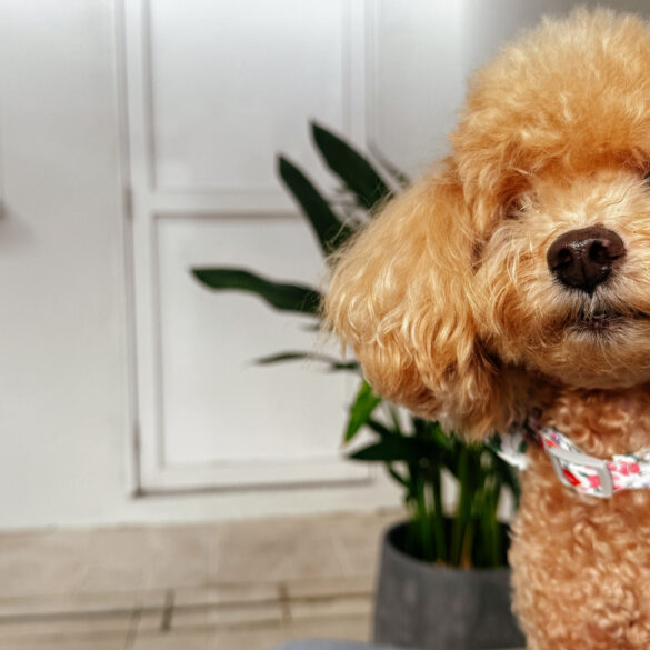 Close-up of Furby the poodle in the Courtyard Suite patio at Amara Sanctuary Sentosa, a pet-friendly luxury hotel in Singapore.