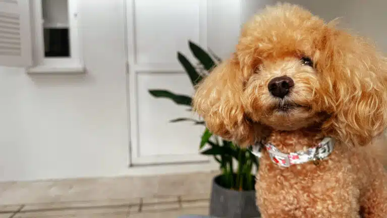 Pawcation at Amara Sanctuary Sentosa: A Pet-Friendly Retreat in Singapore