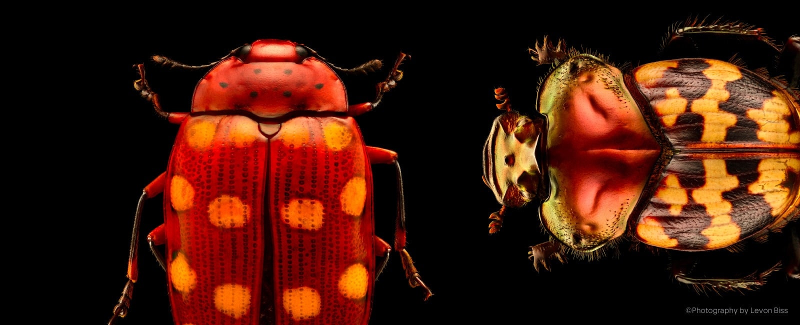 Large-scale insect portraits by Levon Biss at ArtScience Museum’s Insects: Microsculptures Magnified exhibition in Singapore, January 2026.