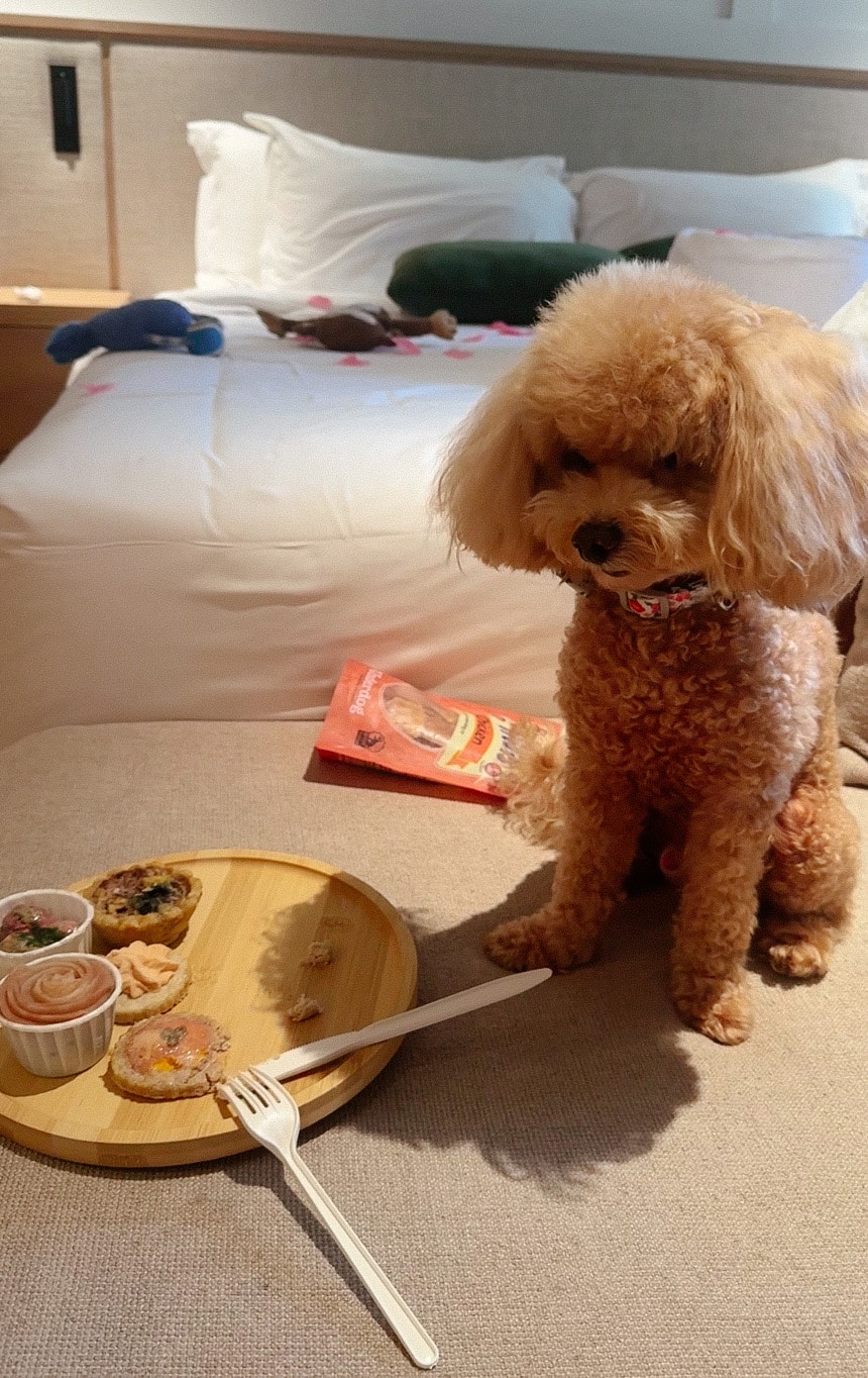 Gourmet Furkid High Tea set served in-room at Amara Sanctuary Sentosa, with toy poodle Furby enjoying the pet-friendly dining experience.