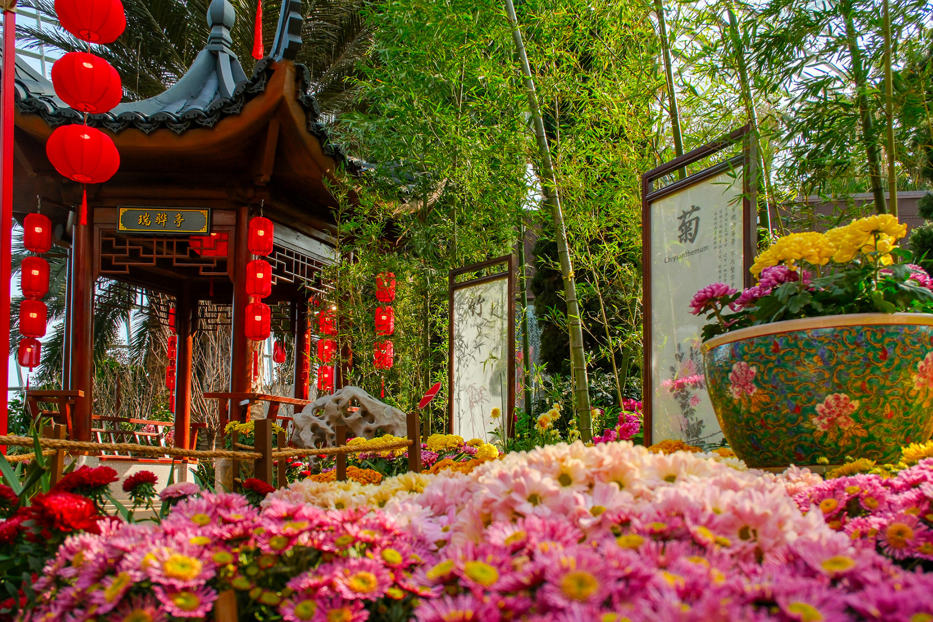 Spring Blossoms display at Gardens by the Bay featuring chrysanthemums, bamboo, red lanterns, and a traditional Chinese pavilion.