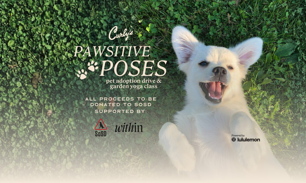 White rescue dog lying on grass promoting Curly’s Pawsitive Poses yoga and pet adoption event