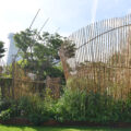 A show garden installation at Singapore Garden Festival featuring curved bamboo screens rising above a dense bed of tropical plants, with Marina Bay Sands visible in the background.