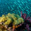 Brain coral and red soft coral reef teeming with a large school of silver fish, captured during an OceanX deep-sea expedition.