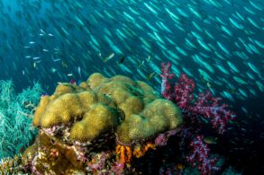 Brain coral and red soft coral reef teeming with a large school of silver fish, captured during an OceanX deep-sea expedition.