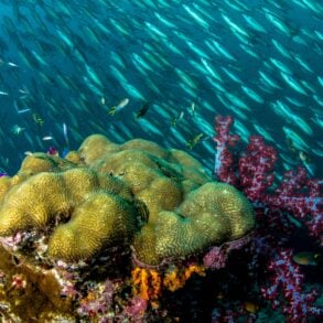 Brain coral and red soft coral reef teeming with a large school of silver fish, captured during an OceanX deep-sea expedition.