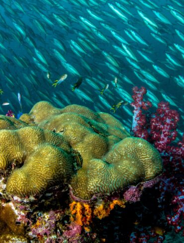 Brain coral and red soft coral reef teeming with a large school of silver fish, captured during an OceanX deep-sea expedition.