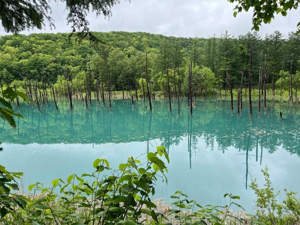 Shirogane Blue Pond's cobalt-blue water with bare tree trunks reflected, Biei, Hokkaido