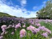 Field of pink and purple chive blossoms under a blue sky in Furano, Hokkaido