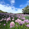 Field of pink and purple chive blossoms under a blue sky in Furano, Hokkaido