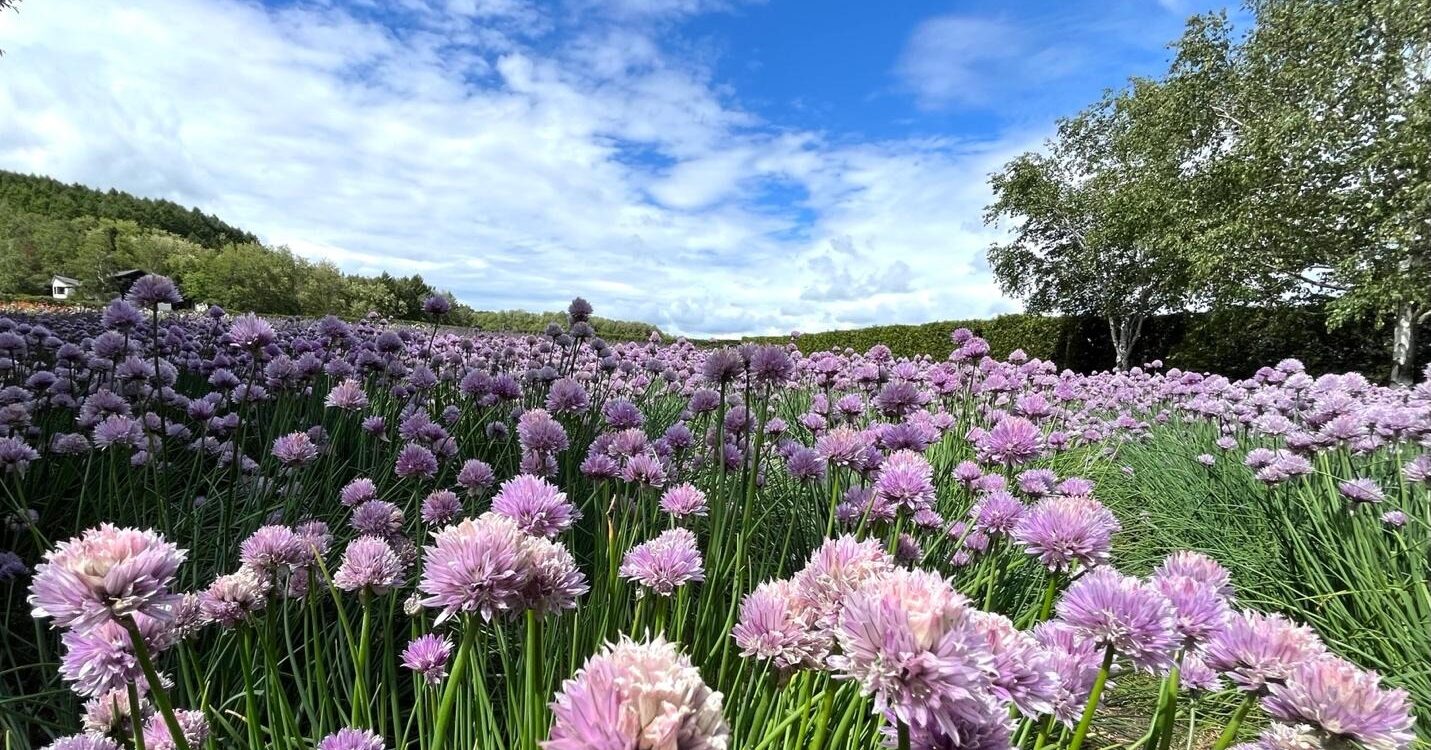Field of pink and purple chive blossoms under a blue sky in Furano, Hokkaido