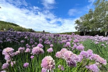 Field of pink and purple chive blossoms under a blue sky in Furano, Hokkaido