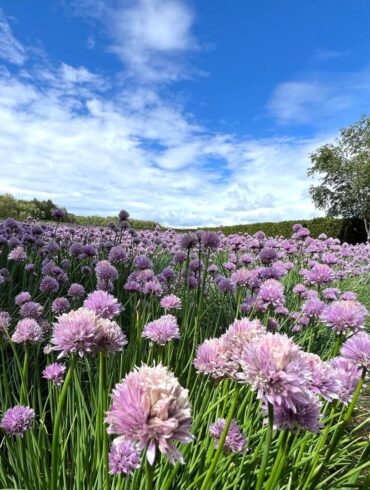 Field of pink and purple chive blossoms under a blue sky in Furano, Hokkaido
