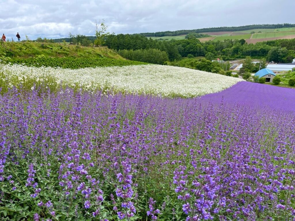 Rolling fields of purple catmint and white daisies at Shikisai-no-oka, Biei