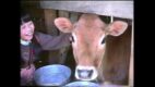 A girl laughs while patting a brown calf in a wooden barn, a still from Hirokazu Kore-eda’s Lessons from a Calf.