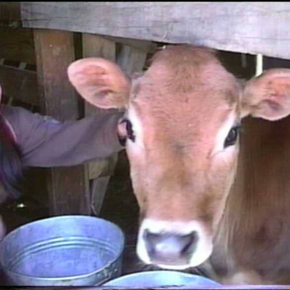 A girl laughs while patting a brown calf in a wooden barn, a still from Hirokazu Kore-eda’s Lessons from a Calf.